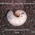 CETON-OSMO Osmoderma eremicola larva GP 