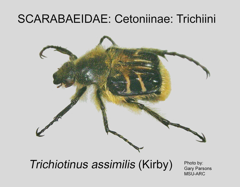 CETON-TRIC Trichiotinus assimilis GP MSU-ARC.jpg