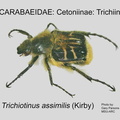 CETON-TRIC Trichiotinus assimilis GP MSU-ARC