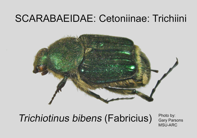 CETON-TRIC Trichiotinus bibens GP MSU-ARC.jpg