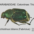 CETON-TRIC Trichiotinus bibens GP MSU-ARC
