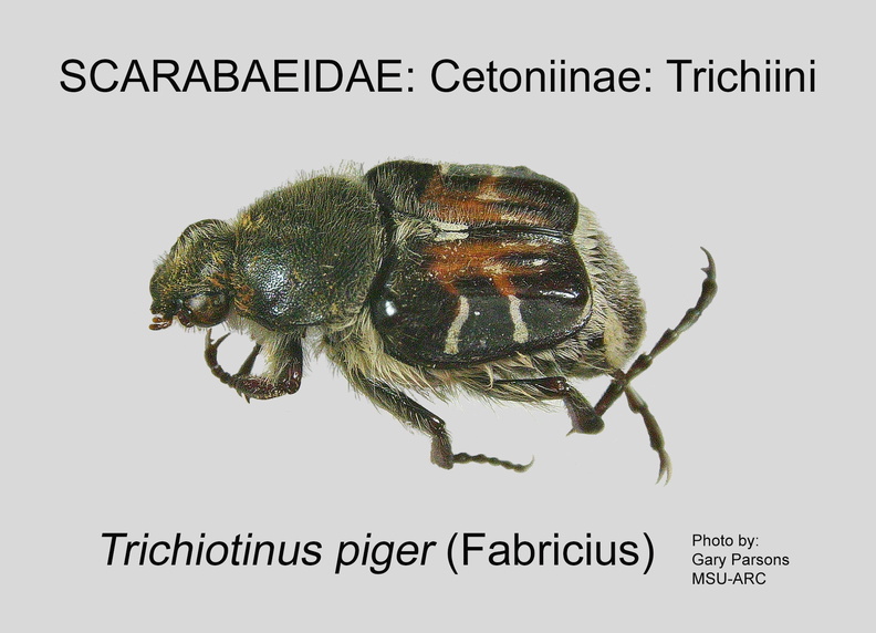 CETON-TRIC Trichiotinus piger GP MSU-ARC.jpg