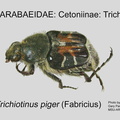 CETON-TRIC Trichiotinus piger GP MSU-ARC