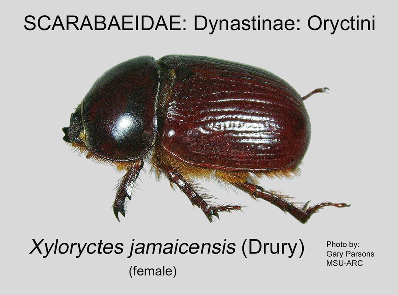 DYNA-ORYC Xyloryctes jamaicensis female GP MSU-ARC.jpg