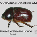 DYNA-ORYC Xyloryctes jamaicensis female GP MSU-ARC