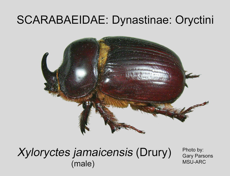 DYNA-ORYC Xyloryctes jamaicensis GP MSU-ARC.jpg
