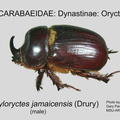 DYNA-ORYC Xyloryctes jamaicensis GP MSU-ARC