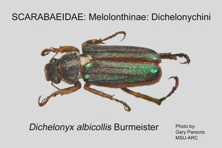 MELO-DICH Dichelonyx albicollis GP MSU-ARC