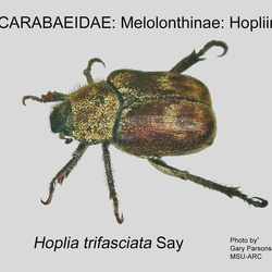 Scarabaeidae