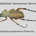 MELO-MACR Macrodactylus subspinosus GP MSU-ARC