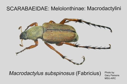 MELO-MACR Macrodactylus subspinosus GP MSU-ARC