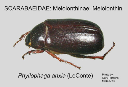 MELO-MELO Phyllophaga anxia GP MSU-ARC
