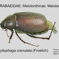 MELO-MELO Phyllophaga crenulata GP MSU-ARC