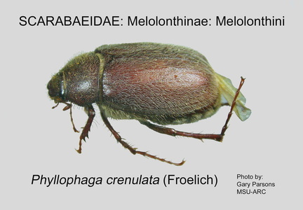 MELO-MELO Phyllophaga crenulata GP MSU-ARC