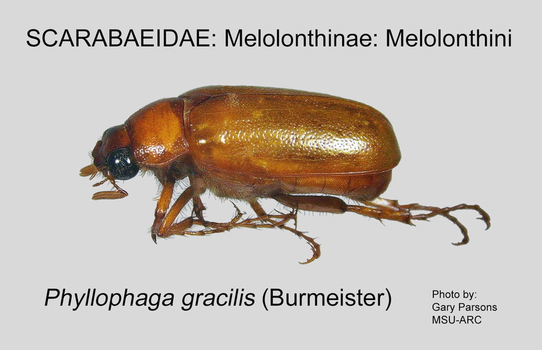MELO-MELO Phyllophaga gracilis GP MSU-ARC.jpg