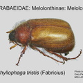 MELO-MELO Phyllophaga tristis GP MSU-ARC