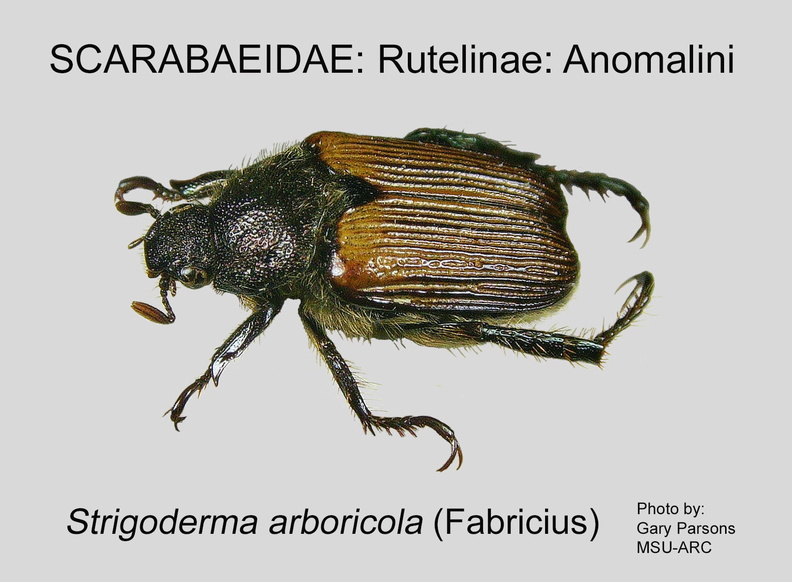 RUTEL-ANOM Strigoderma arbicola GP MSU-ARC.jpg