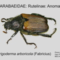 RUTEL-ANOM Strigoderma arbicola GP MSU-ARC