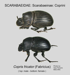 SCAR-COPR Copris fricator GP MSU-ARC