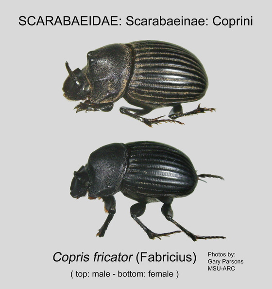 SCAR-COPR Copris fricator GP MSU-ARC.jpg
