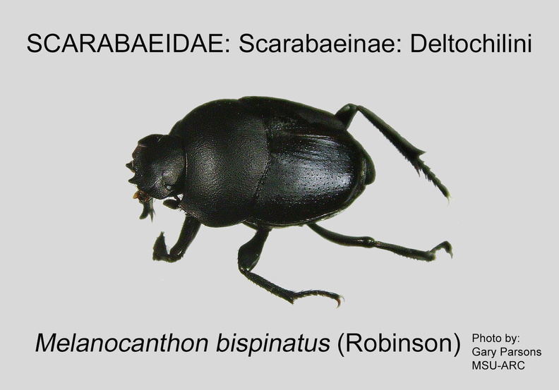 SCAR-DELT Melanocanthon bispinatus GP MSU-ARC.jpg