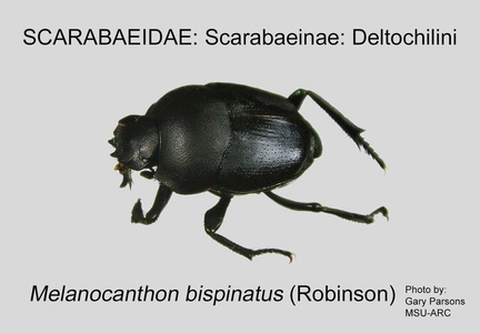 SCAR-DELT Melanocanthon bispinatus GP MSU-ARC