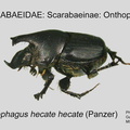 SCAR-ONTH Onthophagus h hecate GP MSU-ARC