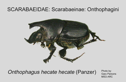 SCAR-ONTH Onthophagus h hecate GP MSU-ARC