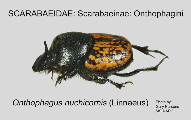 SCAR-ONTH Onthophagus nuchicornis GP MSU-ARC.jpg