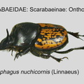 SCAR-ONTH Onthophagus nuchicornis GP MSU-ARC