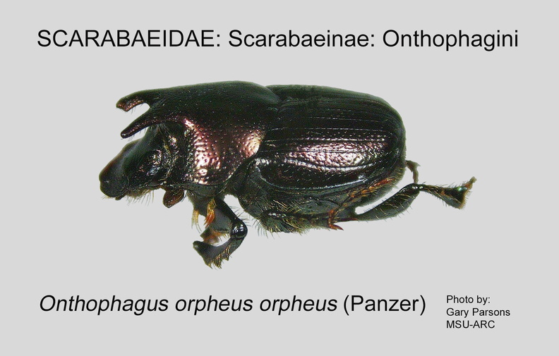 SCAR-ONTH Onthophagus o orpheus GP MSU-ARC.jpg