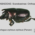 SCAR-ONTH Onthophagus o orpheus GP MSU-ARC