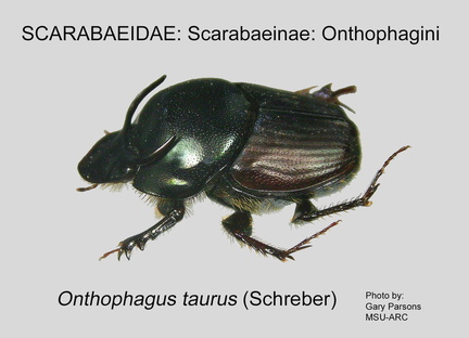 SCAR-ONTH Onthophagus taurus GP MSU-ARC