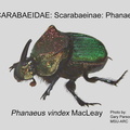 SCAR-PHAN Phanaeus vindex GP MSU-ARC