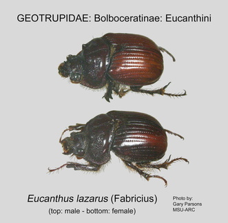 BOLBO-EUCAN Eucanthus lazarus GP MSU-ARC