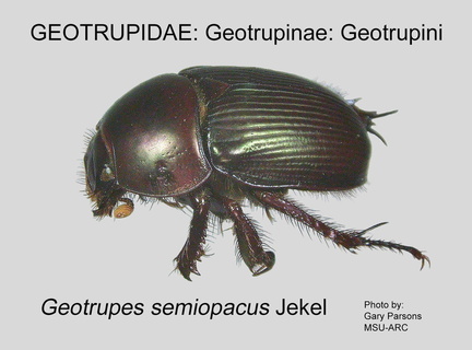 GEO-GEO Geotrupes semiopacus GP MSU-ARC