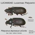 LUCAN-PLATY Platycerus depressus GP MSU-ARC