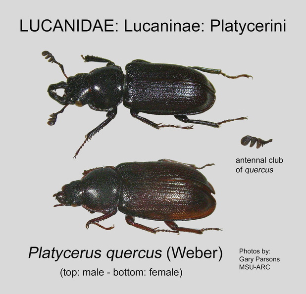 LUCAN-PLATY Platycerus quercus GP MSU-ARC.jpg