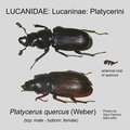 LUCAN-PLATY Platycerus quercus GP MSU-ARC