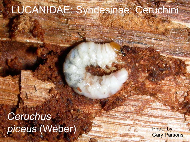 SYND-CERU Ceruchus piceus larva GP .jpg