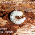 SYND-CERU Ceruchus piceus larva GP 