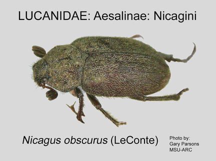 AESAL-NICAG Nicagus obscurus GP MSU-ARC