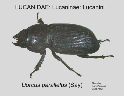 LUCAN-LUCAN Dorcus parallelus GP MSU-ARC