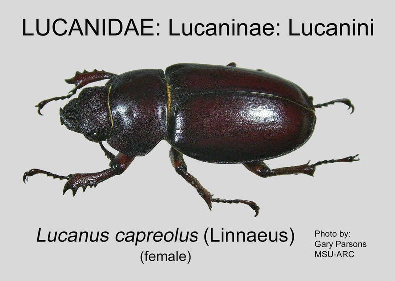 LUCAN-LUCAN Lucanus capreolus female GP MSU-ARC.jpg