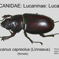 LUCAN-LUCAN Lucanus capreolus female GP MSU-ARC