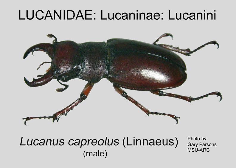 LUCAN-LUCAN Lucanus capreolus male GP MSU-ARC.jpg