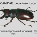 LUCAN-LUCAN Lucanus capreolus male GP MSU-ARC