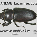 LUCAN-LUCAN Lucanus placidus female GP MSU-ARC