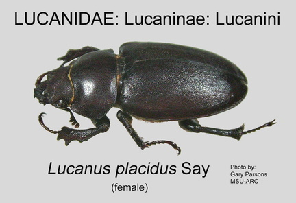 LUCAN-LUCAN Lucanus placidus female GP MSU-ARC
