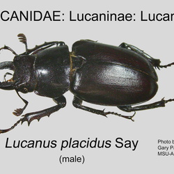 Lucanidae